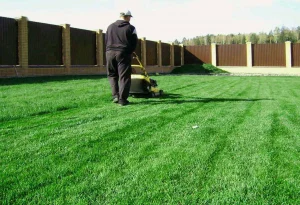 Как правильно ухаживать за газоном: Секреты идеальной зелени